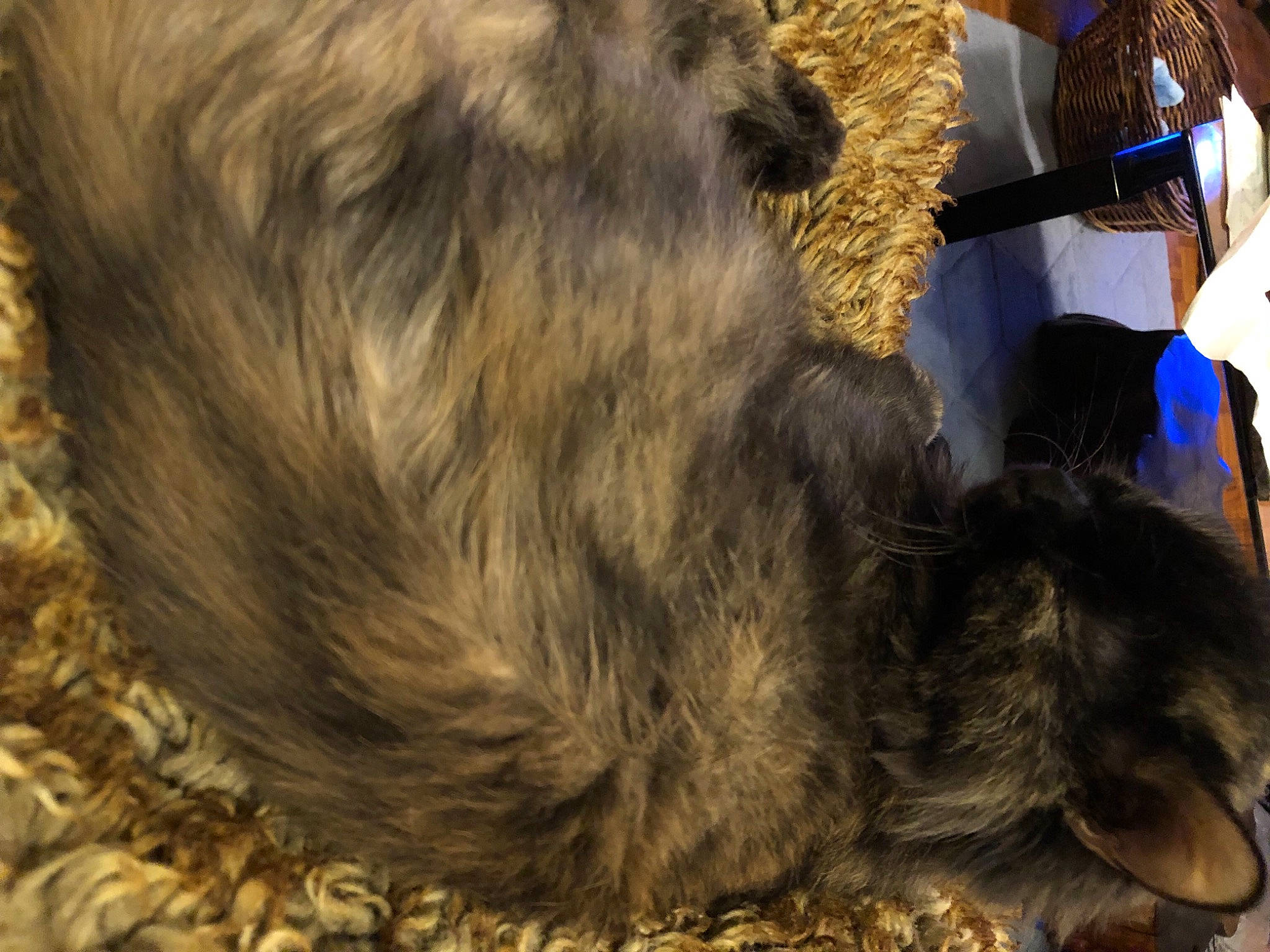 Dora is registered to the contest to win money with this photo: bovine, canidae, claw, companion_dog, dog_breed, fur, grass, livestock, natural_material, paw, primate, snout, soil, sporting_group, tail, terrestrial_animal, wildlife, working_animal, zoo