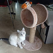 Fifi participe au concours pour gagner de l'argent avec cette photo : kitten, cat, scratching_post, giraffe_toy, floor, living_room, couch, blanket, chair, table, furniture, pet, animal, indoor, curious, white, gray, young_cat, sitting, home