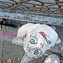 cat, blue_eyes, collar, bell, curious, pavement, chain_link_fence, rust, person, sneaker, jeans, outdoor, grass, leaves, sidewalk, pet, animal, looking_up, close_up, daylight