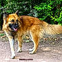 Shushi participe au concours pour gagner de l'argent avec cette photo : dog, canine, animal, outdoor, nature, greenery, fur, pet, friendly, tongue_out, happy, standing, park, leaf, bench, brown_fur, black_muzzle, tail, ears, ground