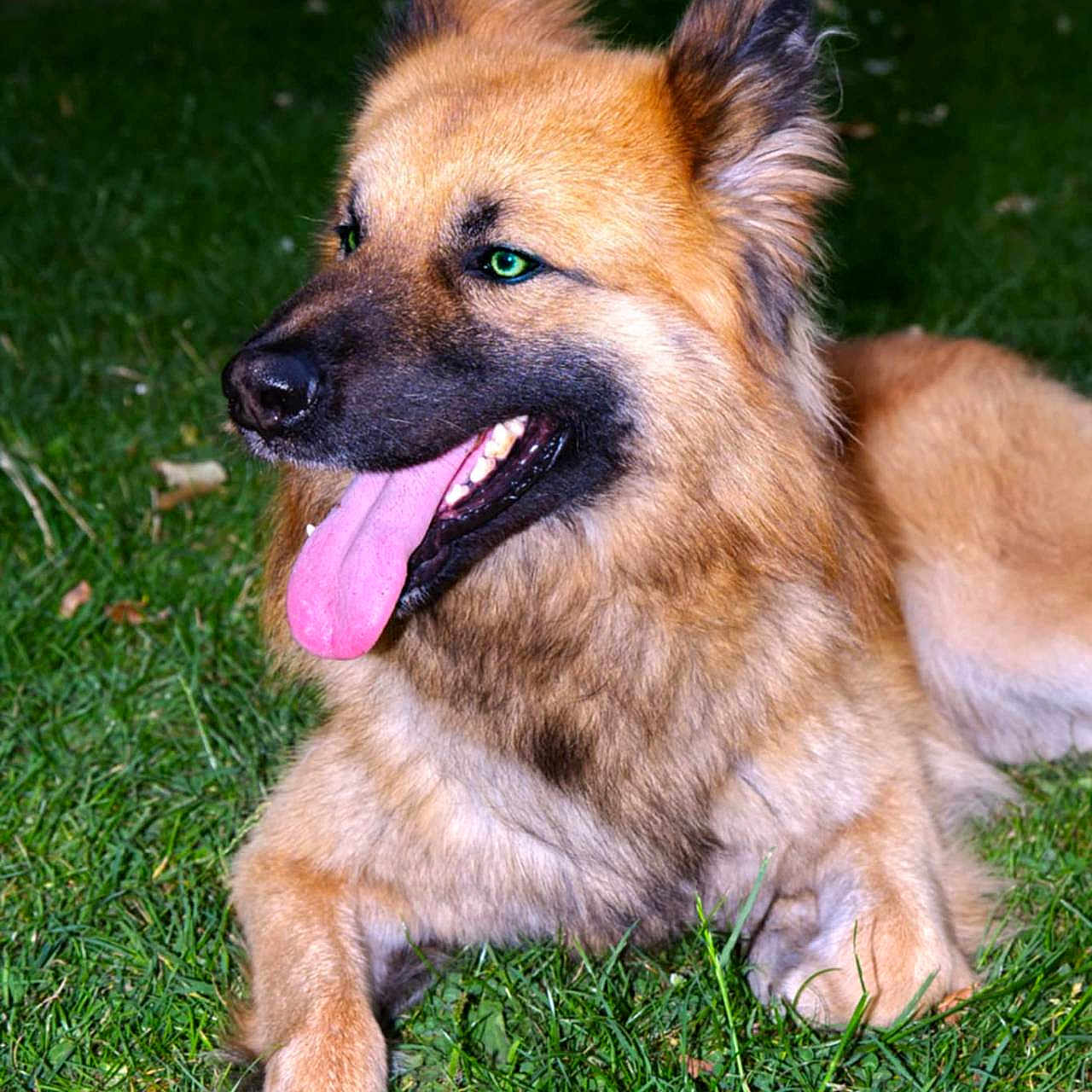 Shushi participe au concours pour gagner de l'argent avec cette photo : animal, canine, close_up, cute, dog, domestic_animal, ears, friendly, fur, grass, green_eyes, happy, lying_down, mammal, nature, outdoor, pet, portrait, summer, tongue