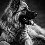 dog, canine, portrait, black_and_white, fur, tongue_out, grass, animal, pet, muzzle, ears, paw, laying_down, outdoor, close_up, profile, nature, furry, relaxed, sharp_detail