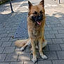 Shushi participe au concours pour gagner de l'argent avec cette photo : dog, animal, canine, sitting, sidewalk, pavement, outdoor, daytime, trees, bushes, street, car, post, happy, fur, ears, tail, shadow, nature, parked_car