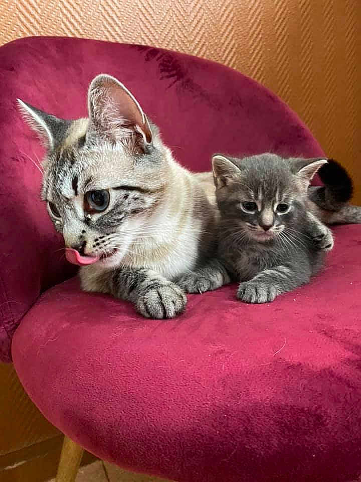 Mimine