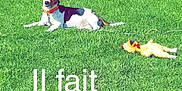 Lopez participe au concours pour gagner de l'argent avec cette photo : ball, canidae, carnivore, companion_dog, dog, dog_breed, dog_sports, football, grass, lawn, obedience_training, pembroke_welsh_corgi, photo_caption, plant, play, puppy, rally_obedience, rat_terrier, soccer_ball, tail