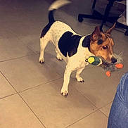 Lopez a rejoint le concours — aidez-le/la à gagner de superbes lots ! brazilian_terrier, canidae, carnivore, companion_dog, danish_swedish_farmdog, dog, dog_breed, fox_terrier, jack_russell_terrier, mammal, miniature_fox_terrier, parson_russell_terrier, rat_terrier, ratonero_bodeguero_andaluz, russell_terrier, smooth_fox_terrier, tail, teddy_roosevelt_terrier, tenterfield_terrier, vertebrate