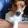 Lopez a rejoint le concours — aidez-le/la à gagner de superbes lots ! basenji, canidae, carnivore, companion_dog, dog, dog_breed, feist, fox_terrier, irishjacks, jack_russell_terrier, mammal, miniature_fox_terrier, rat_terrier, russell_terrier, smooth_fox_terrier, snout, teddy_roosevelt_terrier, tenterfield_terrier, treeing_feist, vertebrate