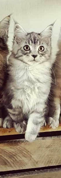 Ramsès a rejoint le concours — aidez-le/la à gagner de superbes lots ! american_bobtail, american_curl, american_wirehair, asian, asian_semi_longhair, british_longhair, british_semi_longhair, carnivore, cat, cymric, domestic_long_haired_cat, felidae, kitten, mammal, napoleon_cat, norwegian_forest_cat, siberian, small_to_medium_sized_cats, vertebrate, whiskers