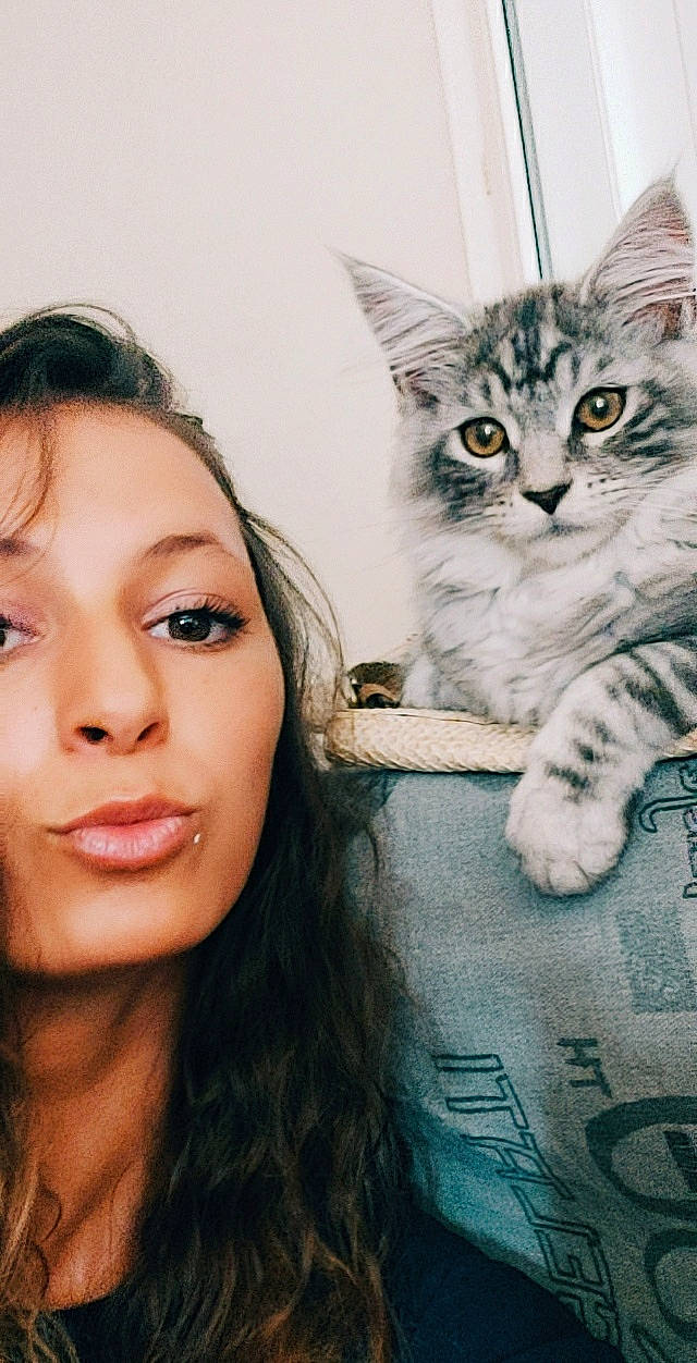 Ramsès a rejoint le concours — aidez-le/la à gagner de superbes lots ! asian, carnivore, cat, domestic_short_haired_cat, ear, european_shorthair, eye, eyebrow, felidae, fur, gesture, kitten, lip, nose, selfie, siberian, skin, small_to_medium_sized_cats, tabby_cat, whiskers