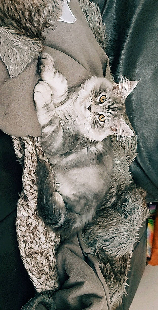 Ramsès a rejoint le concours — aidez-le/la à gagner de superbes lots ! asian, british_longhair, carnivore, cat, domestic_short_haired_cat, european_shorthair, felidae, fur, kitten, pixie_bob, small_to_medium_sized_cats, whiskers