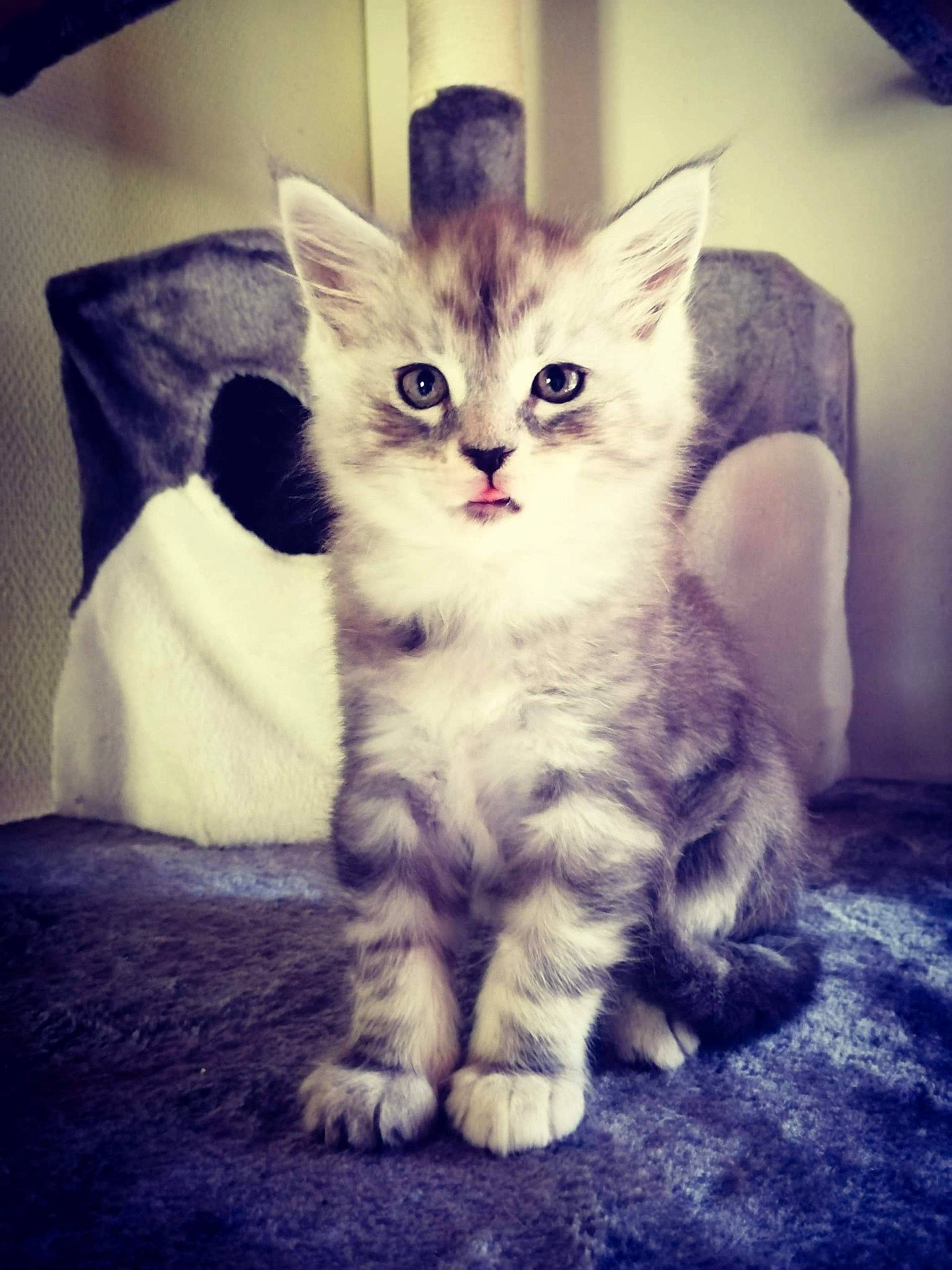 Ramsès participe au concours pour gagner de l'argent avec cette photo : asian, carnivore, cat, domestic_short_haired_cat, ear, european_shorthair, eye, felidae, fur, kitten, mammal, nose, ojos_azules, polydactyl_cat, skin, sky, small_to_medium_sized_cats, tabby_cat, vertebrate, whiskers