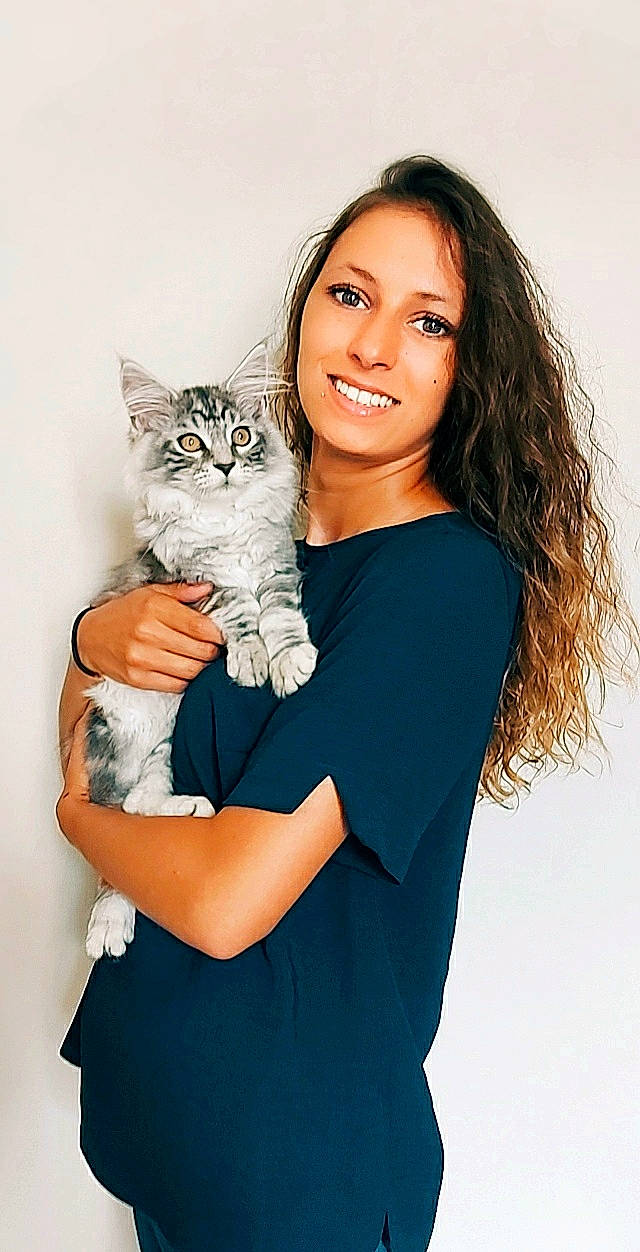 Ramsès a rejoint le concours — aidez-le/la à gagner de superbes lots ! asian, british_longhair, british_semi_longhair, carnivore, cat, european_shorthair, felidae, gesture, kitten, long_hair, maine_coon, norwegian_forest_cat, photo_shoot, pixie_bob, shoulder, siberian, skin, small_to_medium_sized_cats, tabby_cat, whiskers