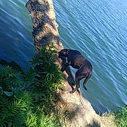 Velour participe au concours pour gagner de l'argent avec cette photo : dog, black_dog, tree_trunk, lake, water, greenery, plants, grass, nature, outdoor, animal, canine, riverbank, sunlight, shadow, forest, wildlife, exploration, summer, daytime