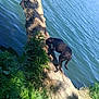 dog, black_dog, tree_trunk, lake, water, greenery, plants, grass, nature, outdoor, animal, canine, riverbank, sunlight, shadow, forest, wildlife, exploration, summer, daytime