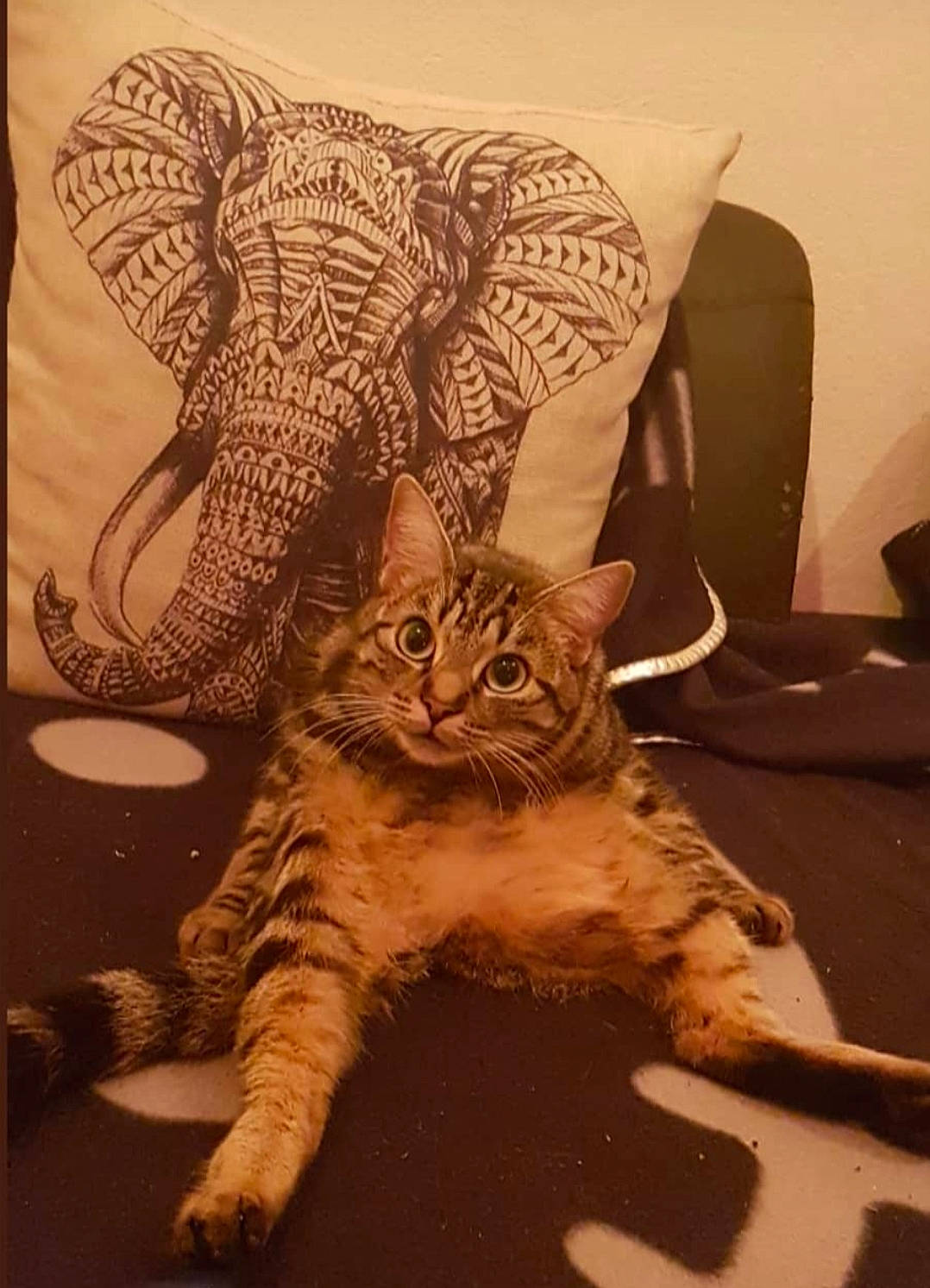 Nilla a rejoint le concours — aidez-le/la à gagner de superbes lots ! american_shorthair, asian, bengal, california_spangled, carnivore, cat, domestic_short_haired_cat, dragon_li, egyptian_mau, european_shorthair, felidae, kitten, mammal, ocicat, savannah, small_to_medium_sized_cats, tabby_cat, toyger, vertebrate, whiskers