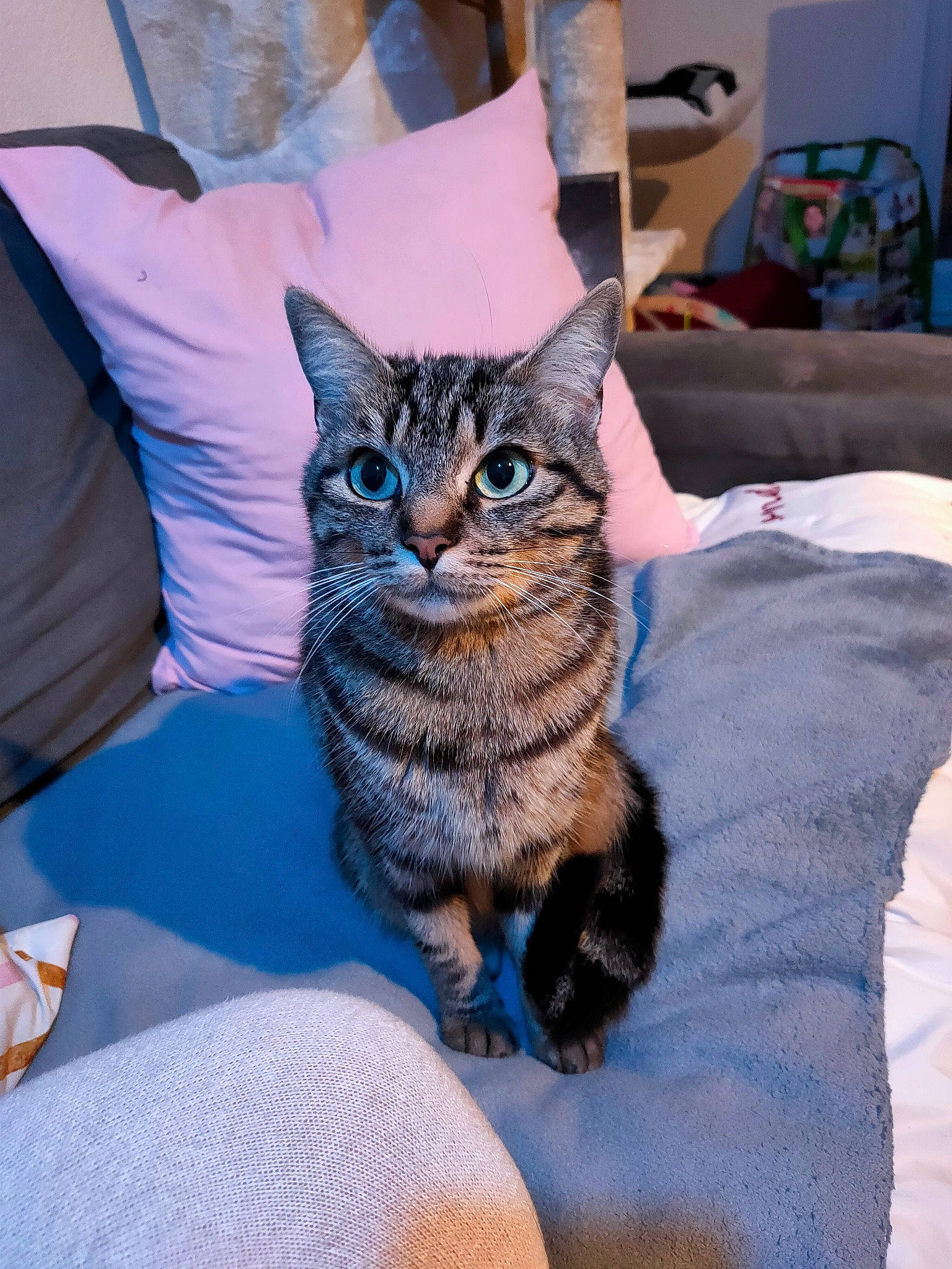 Nilla participe au concours pour gagner de l'argent avec cette photo : american_shorthair, american_wirehair, asian, california_spangled, carnivore, cat, domestic_short_haired_cat, dragon_li, egyptian_mau, european_shorthair, felidae, fur, german_rex, kitten, mammal, pixie_bob, small_to_medium_sized_cats, tabby_cat, toyger, whiskers