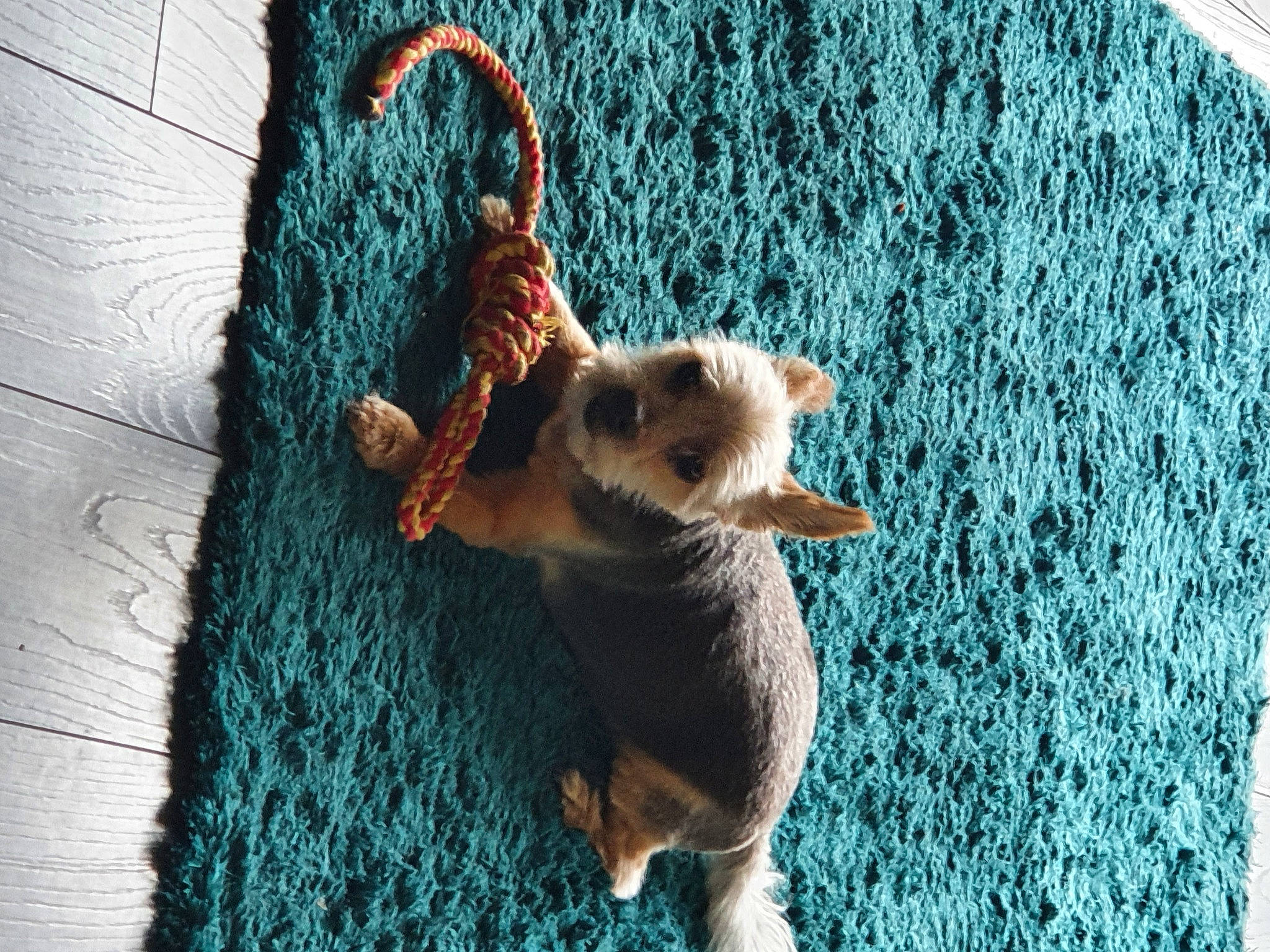 Roxy joined the competition — help win amazing prizes! azure, carnivore, collar, companion_dog, dog, dog_breed, fawn, felidae, goggles, grass, green, small_to_medium_sized_cats, snout, spitz, sporting_group, sunglasses, tail, toy, toy_dog, whiskers