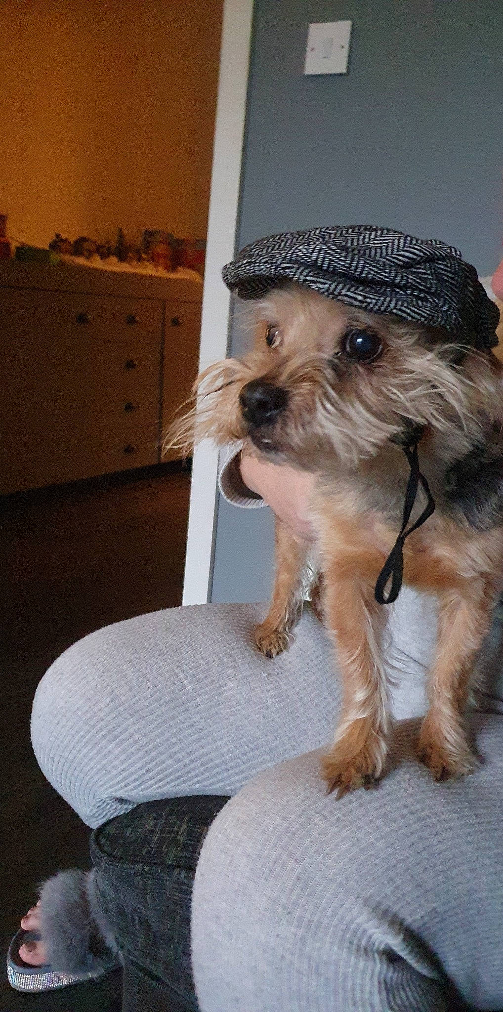 Roxy is registered to the contest to win money with this photo: cabinetry, carnivore, chest, chest_of_drawers, companion_dog, dog, dog_breed, dog_clothes, dog_supply, drawer, eyewear, fawn, glasses, hat, small_terrier, snout, sunglasses, terrier, toy_dog, working_animal