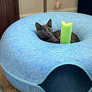Loki joined the competition — help win amazing prizes! animal, blue, cat, cozy, curious, cute, domestic_cat, floor, foam_stick, furniture, gray_cat, home, indoor, kitty, lounging, pet_bed, playful, relaxed, resting, soft_texture