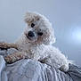 dog, white_dog, curly_fur, pet, bed, blanket, indoor, cute, fluffy, animal, canine, lying_down, head_tilt, cozy, fur, comfort, resting, domestic_animal, sleepy, companion