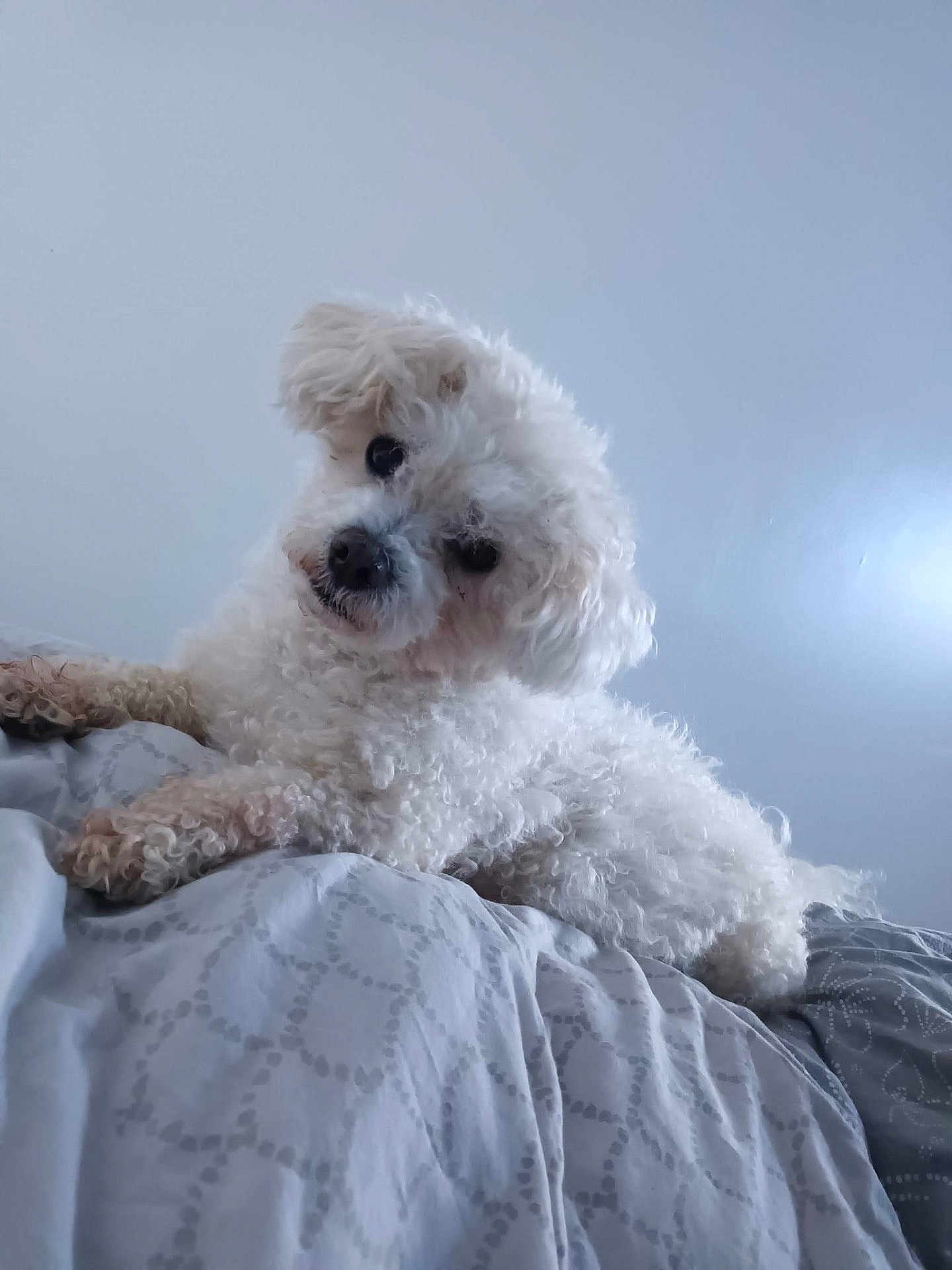 Kaly participe au concours pour gagner de l'argent avec cette photo : dog, white_dog, curly_fur, pet, bed, blanket, indoor, cute, fluffy, animal, canine, lying_down, head_tilt, cozy, fur, comfort, resting, domestic_animal, sleepy, companion