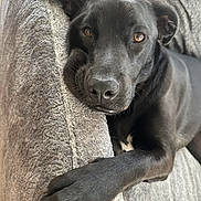 Chief joined the competition — help win amazing prizes! animal, black_dog, brown_eyes, canine, closeup, comfort, couch, dog, ears, fur, grey_couch, home, indoor, laying_down, paw, pet, portrait, relaxed, resting, snout