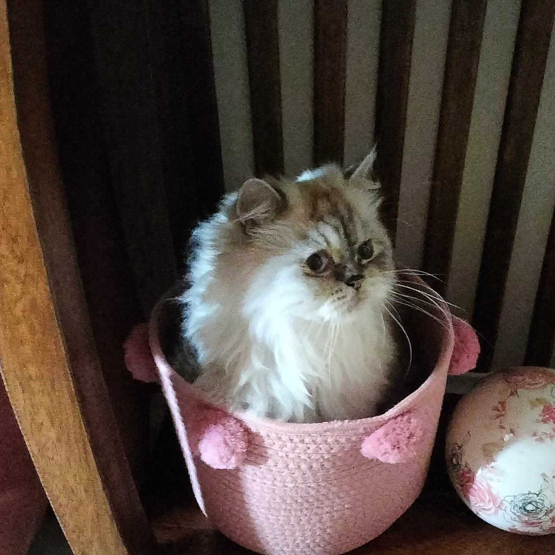 Tara participe au concours pour gagner de l'argent avec cette photo : animal, basket, bed, bowl, box, cat, chair, closet, cupboard, egg, food, furniture, hardwood, indoors, kitten, manx, pet, plywood, sphere, wood