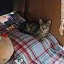 cat, tabby_cat, plaid_blanket, cardboard_box, plush_toys, indoor, cozy, resting, pet, feline, striped_fur, relaxed, soft_texture, animal, cute, comfort, home, domestic, sleeping_area, toy