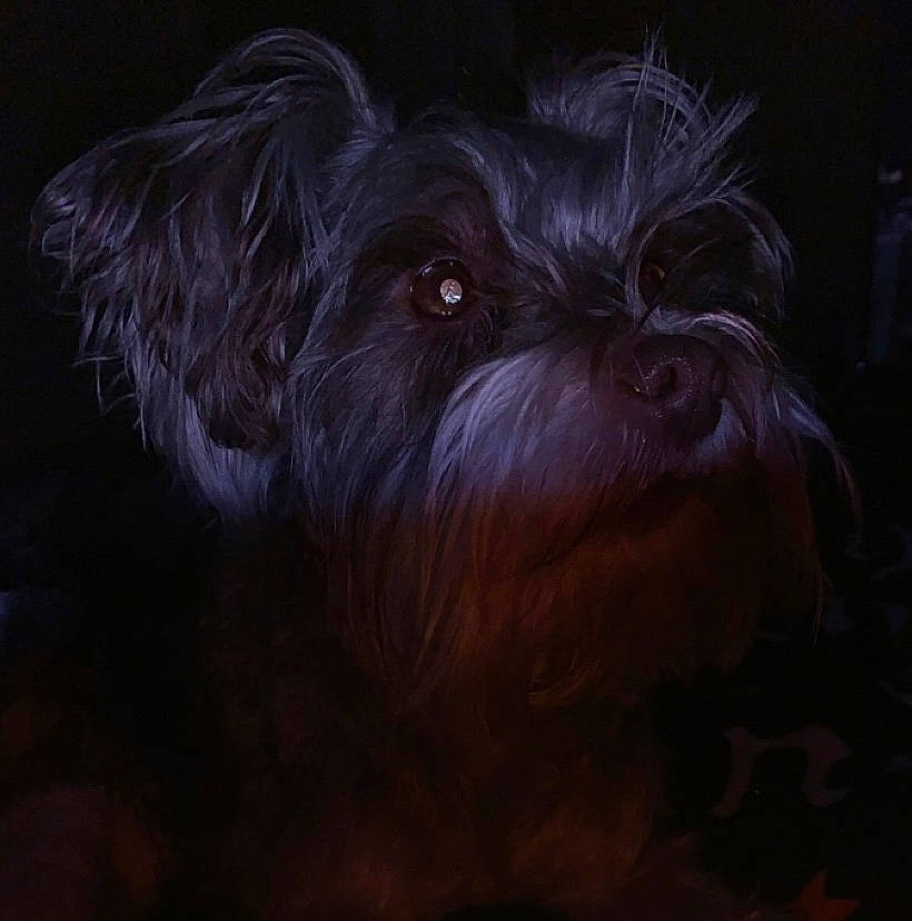 Willow is registered to the contest to win money with this photo: canidae, carnivore, companion_dog, darkness, dog, dog_breed, fur, liver, maltepoo, non_sporting_group, plant, shih_tzu, small_terrier, snout, sporting_group, terrestrial_animal, terrier, toy_dog, whiskers, working_animal