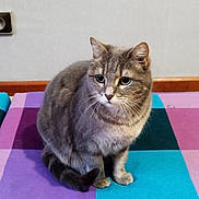 Pixie participe au concours pour gagner de l'argent avec cette photo : cat, tabby, gray_cat, pet, animal, indoor, feline, sitting, blanket, colorful, purple, blue, turquoise, striped, whiskers, cute, fur, domestic_cat, quiet, resting