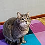 Pixie a rejoint le concours — aidez-le/la à gagner de superbes lots ! cat, tabby, gray_cat, pet, indoor, floor_mat, colorful_mat, curious, sitting, whiskers, ears, tail, feline, animal, cute, domestic_cat, fur, looking_up, home, closeup