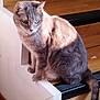 cat, gray_tabby, indoor, stairs, wood_floor, sunlight, pet, animal, feline, curious, fur, whiskers, tail, sitting, edge, step, domestic_cat, quiet, cozy, house