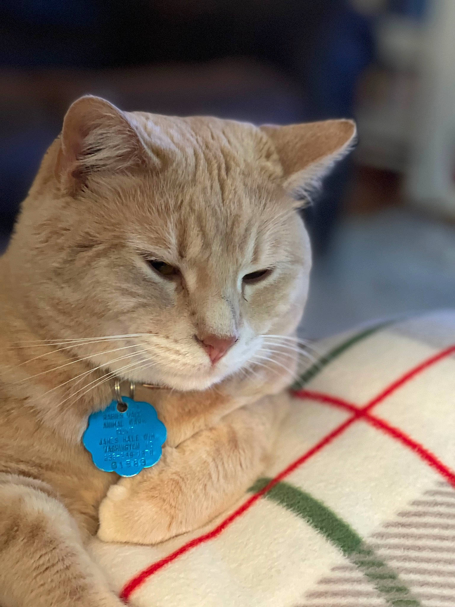 Coco Jo joined the competition — help win amazing prizes! carnivore, cat, cat_supply, claw, collar, domestic_short_haired_cat, electric_blue, fawn, felidae, fur, gesture, mammal, paw, pet_supply, small_to_medium_sized_cats, snout, tail, whiskers, wildlife, wrinkle