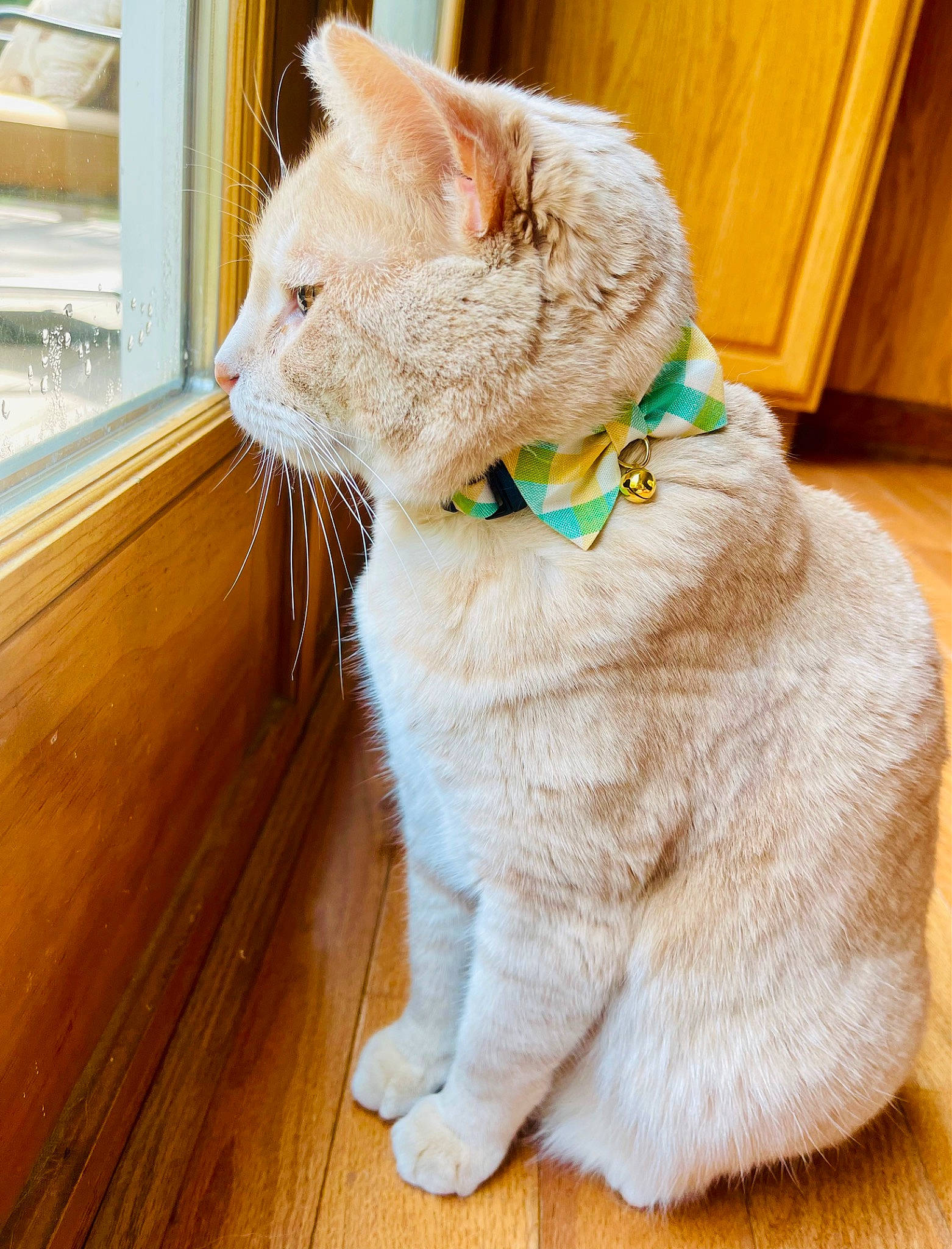 Coco Jo joined the competition — help win amazing prizes! carnivore, cat, collar, comfort, domestic_short_haired_cat, fawn, felidae, flooring, fur, hardwood, paw, pet_supply, small_to_medium_sized_cats, snout, tail, varnish, whiskers, window, wood, wood_stain