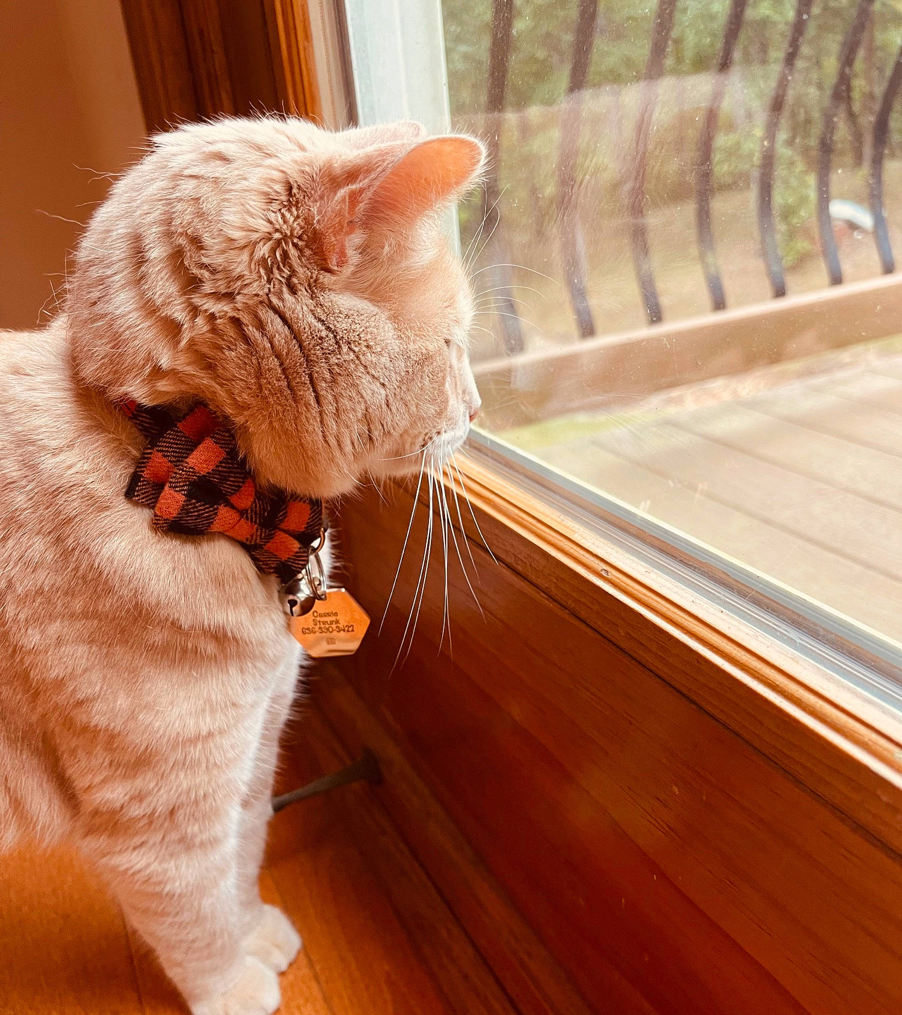 Coco Jo is registered to the contest to win money with this photo: carnivore, cat, claw, collar, comfort, domestic_short_haired_cat, fawn, felidae, flooring, fur, hardwood, paw, sitting, small_to_medium_sized_cats, snout, tail, varnish, whiskers, window, wood
