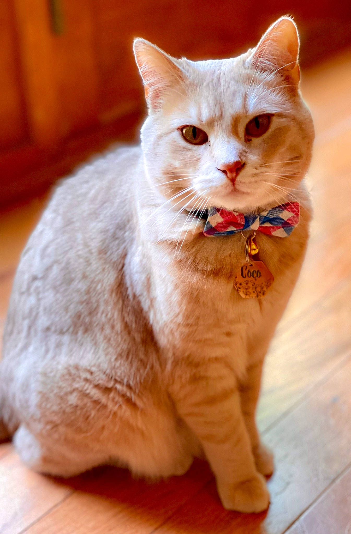 Coco Jo is registered to the contest to win money with this photo: carnivore, cat, cat_supply, claw, domestic_short_haired_cat, fawn, felidae, flooring, fur, hardwood, paw, peach, photo_caption, small_to_medium_sized_cats, snout, tail, terrestrial_animal, whiskers, window, wood