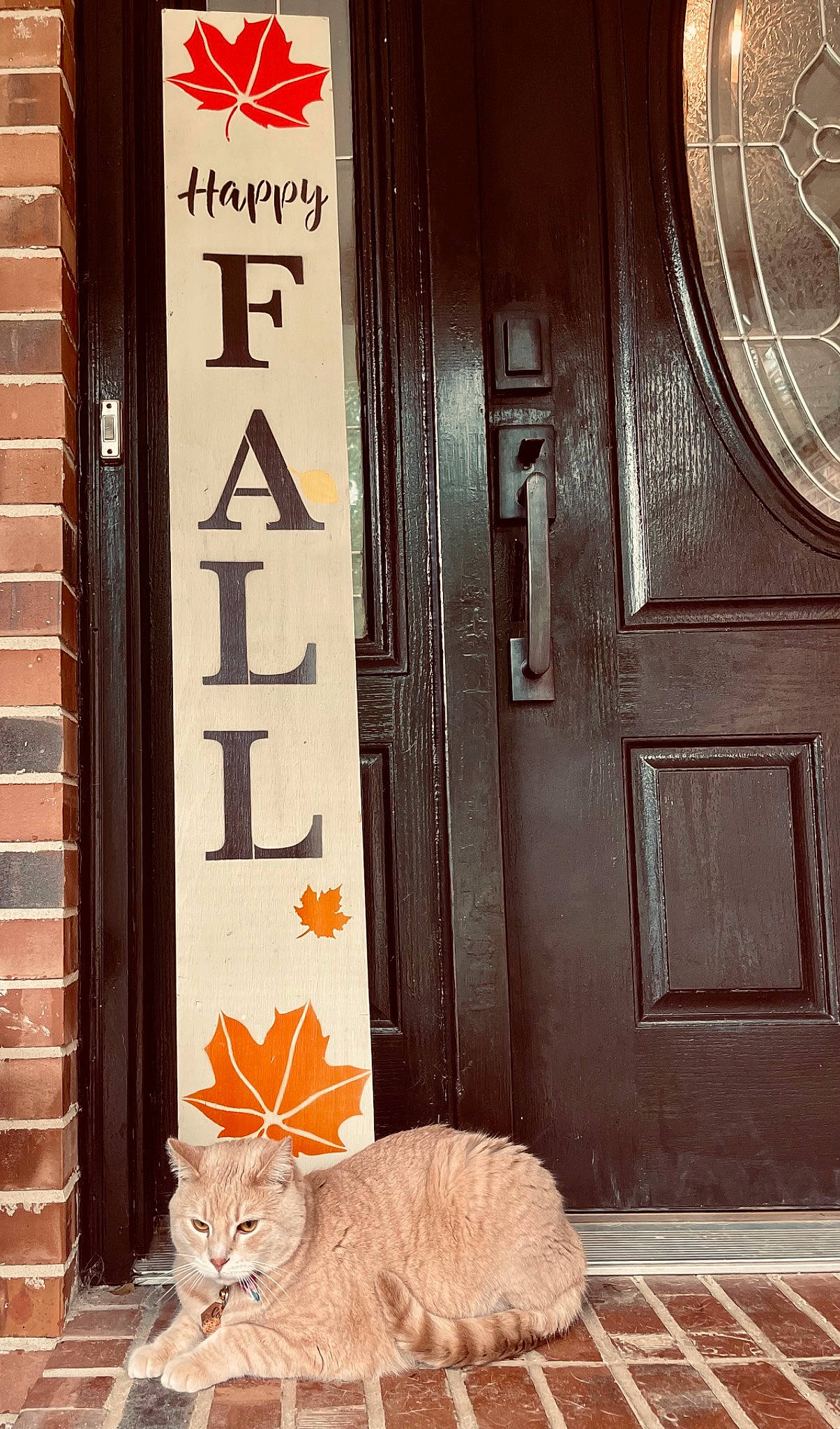 Coco Jo joined the competition — help win amazing prizes! architecture, brickwork, brown, carnivore, cat, door, felidae, flooring, font, home_door, house, light, lighting, line, orange, photograph, wall, white, window, wood