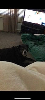 Maggie May joined the competition — help win amazing prizes! bedding, bedroom, carnivore, comfort, companion_dog, dog, dog_breed, duvet, flooring, fur, grey, hardwood, liver, nap, room, sporting_group, tail, television, wood, working_animal