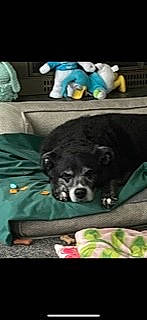 Maggie May joined the competition — help win amazing prizes! canidae, carnivore, comfort, companion_dog, dog, dog_breed, dog_supply, felidae, fur, guard_dog, liver, nap, personal_protective_equipment, pet_supply, sitting, snout, sporting_group, toy_dog, whiskers, working_animal