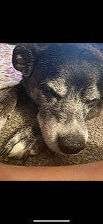 Maggie May joined the competition — help win amazing prizes! art, canidae, carnivore, cloud, companion_dog, dog, dog_breed, felidae, fur, paw, puppy, sky, sporting_group, square, street_dog, terrestrial_animal, visual_arts, whiskers, wildlife, working_animal