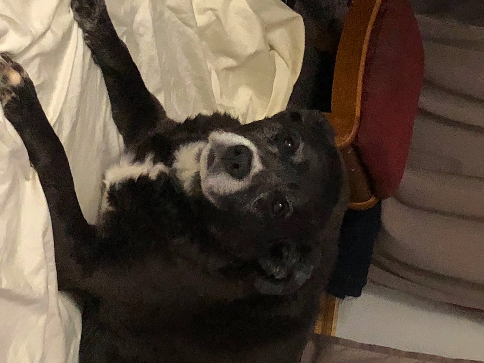 Maggie May is registered to the contest to win money with this photo: carnivore, companion_dog, couch, dog, dog_breed, fawn, fur, gesture, horn, jaw, linens, paw, room, sleeve, small_to_medium_sized_cats, snout, tail, visual_arts, whiskers, working_animal