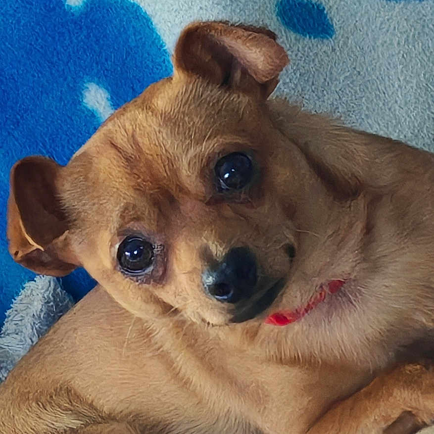 Gizmo