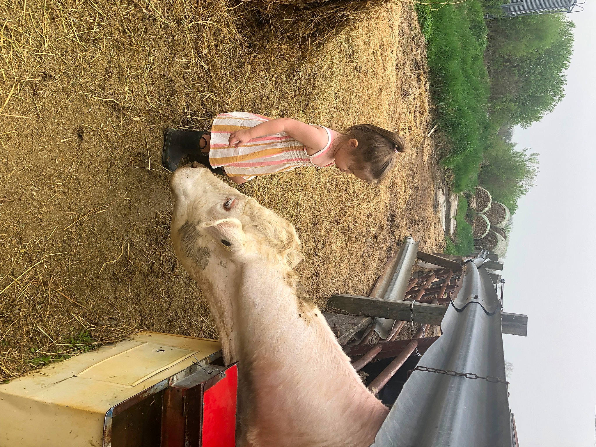 Annabelle is registered to the contest to win money with this photo: box, dress, elbow, fawn, fun, fur, grass, human_leg, landscape, leisure, livestock, people_in_nature, person, plant, recreation, shipping_box, sky, soil, tree, vertebrate