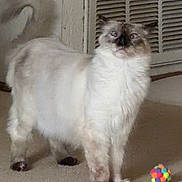 Toasty is registered to the contest to win money with this photo: cat, indoor, carpet, feline, pet, colorful_ball, curious, alert, fluffy, animal, playful, domestic, standing, mammal, whiskers, ears, tail, fur, toy, home