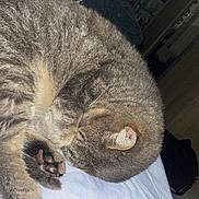 Moumoune a rejoint le concours — aidez-le/la à gagner de superbes lots ! abyssinian, animal, architecture, bed, bedroom, building, cat, couch, furniture, hardwood, house, housing, indoors, kitten, manx, person, pet, porch, sleeping, wood