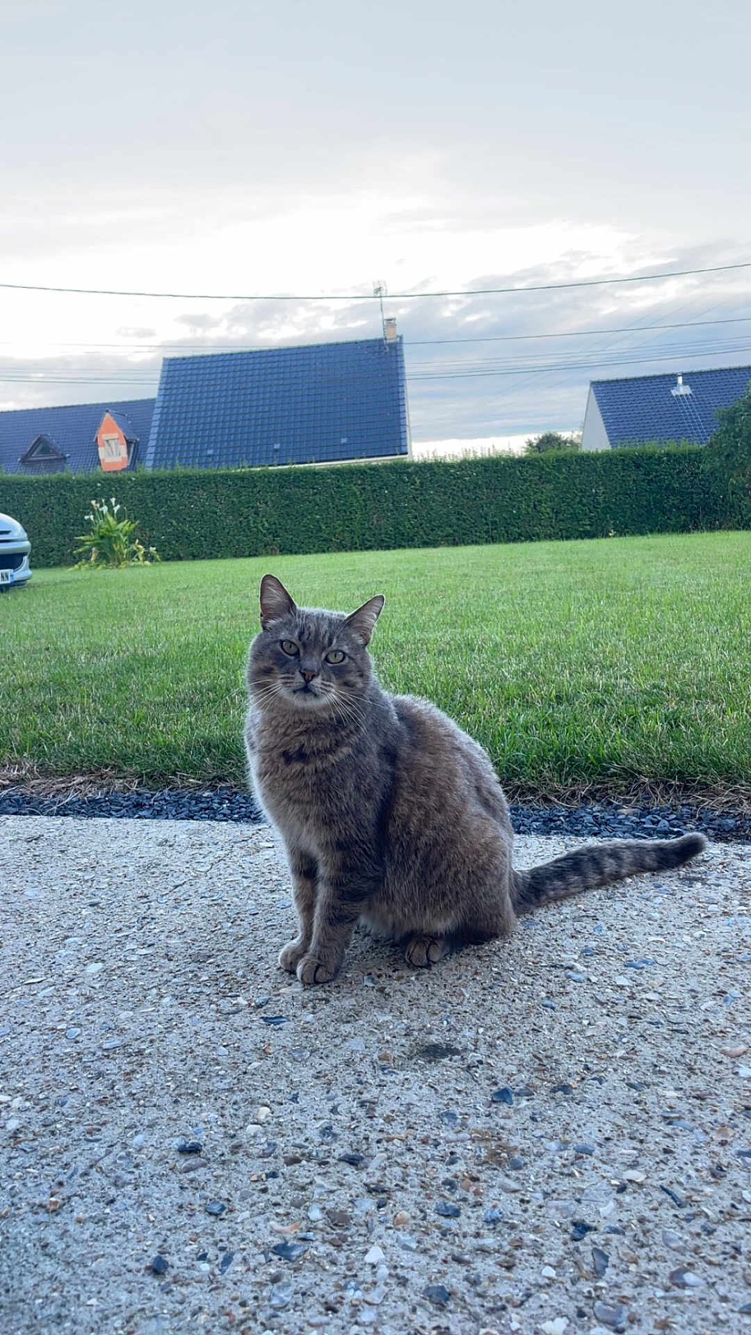 Moumoune participe au concours pour gagner de l'argent avec cette photo : alloywheel, animal, architecture, building, car, carwheel, cat, grass, gravel, machine, outdoors, pet, plant, road, soil, spoke, tire, transportation, vehicle, wheel