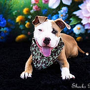 Drakula joined the competition — help win amazing prizes! dog, bandana, tongue_out, lying_down, black_background, colorful_flowers, floral_backdrop, playful, pet, cute, portrait, animal, canine, fur, ears, nose, paws, studio_photo, vibrant, smiling