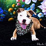 dog, bandana, tongue_out, lying_down, black_background, colorful_flowers, floral_backdrop, playful, pet, cute, portrait, animal, canine, fur, ears, nose, paws, studio_photo, vibrant, smiling