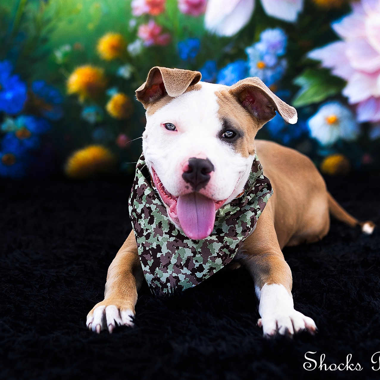 Drakula joined the competition — help win amazing prizes! dog, bandana, tongue_out, lying_down, black_background, colorful_flowers, floral_backdrop, playful, pet, cute, portrait, animal, canine, fur, ears, nose, paws, studio_photo, vibrant, smiling