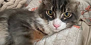 Gucci joined the competition — help win amazing prizes! bed, blanket, cat, comfort, cozy, curious, cute, floral_pattern, fluffy, fur, gray, indoor, pet, pink_nose, quilt, relaxed, resting, whiskers, white, yellow_eyes